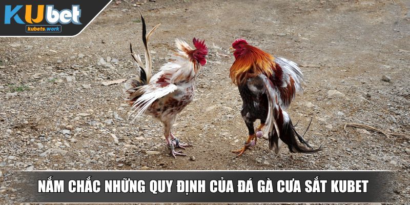 Nắm chắc những quy định của đá gà cưa sắt KUBET
