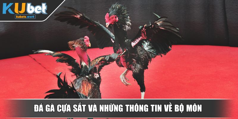 Đá gà cựa sắt và những thông tin về bộ môn
