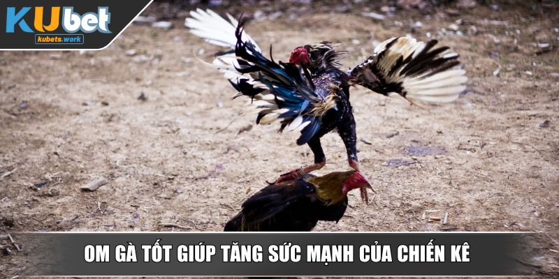 Om gà tốt giúp tăng sức mạnh của chiến kê